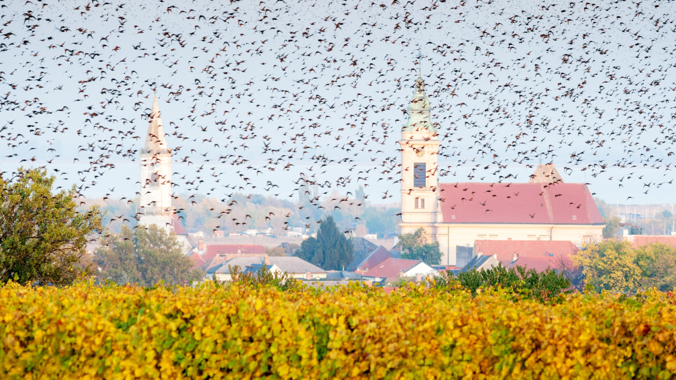 vogels vliegen over veld met dorp in de achtergrond