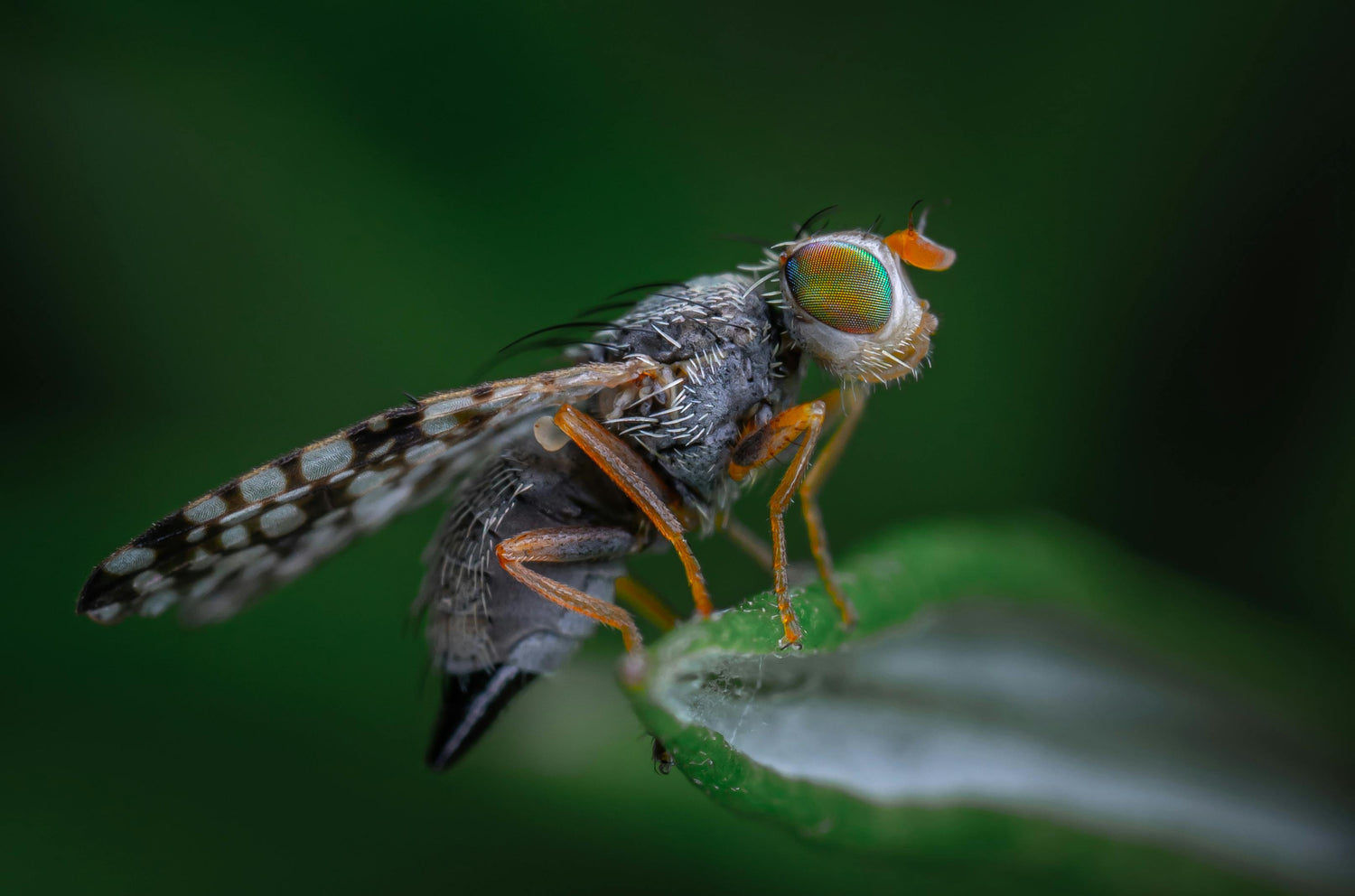 close up van suzuki blieg op blad